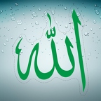 r4643 A4 allah vert T