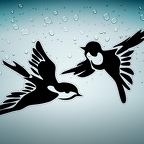 r4663 set 2 oiseaux n T