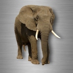 r4746 elephant vrai B
