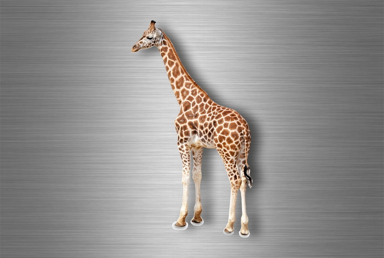 r4747 girafe vrai B.jpg