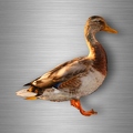r4748 canard vrai B