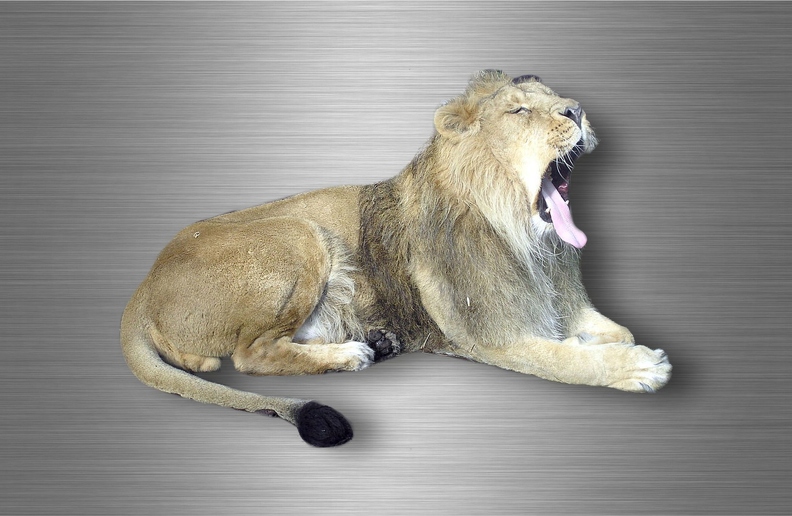 r4749 A4 lion B.jpg