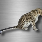 r4751 leopard vrai B