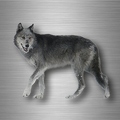 r4754 loup vrai entier B