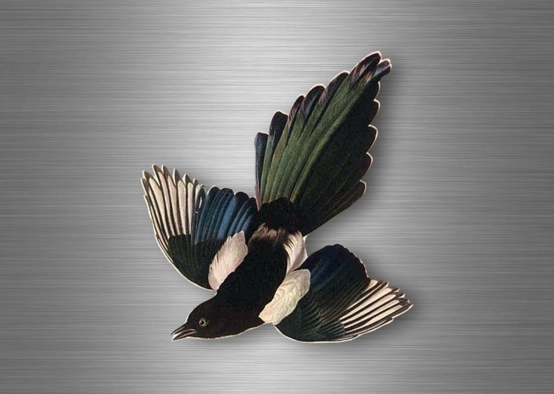 r4757 oiseau pie B.jpg