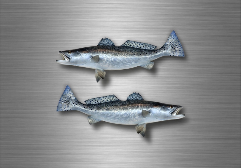 r4759 set 2x saumon vrai B.jpg