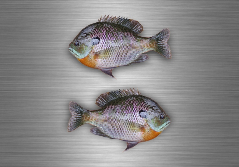 r4760 Set 2x bluegill B.jpg