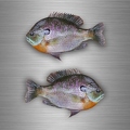 r4760 Set 2x bluegill B