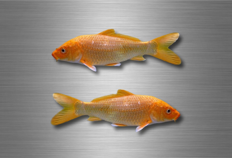 r4762 set 2x carpe B.jpg