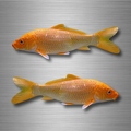 r4762 set 2x carpe B