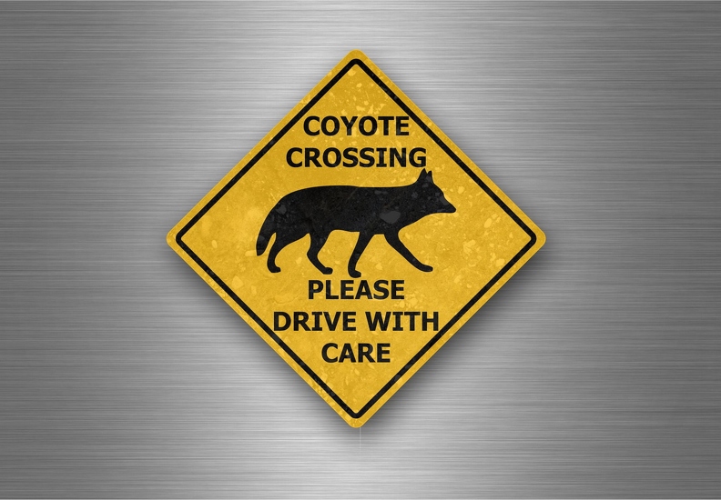 r4774 coyote xing B.jpg
