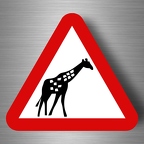 r4807 girafe pano B