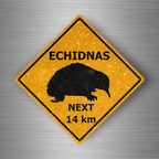 r4812 echidnas pano B