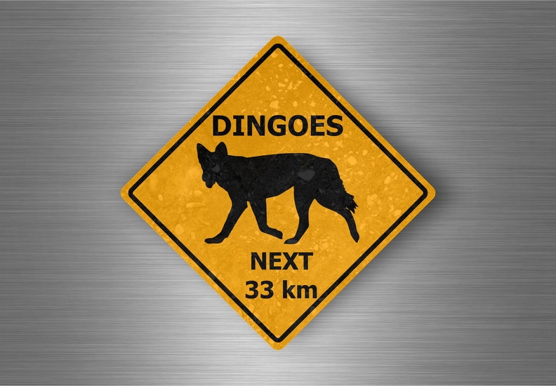 r4813 dingoes pano B.jpg