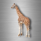 r4747 girafe vrai B