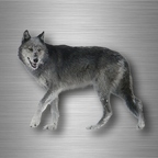 r4754 loup vrai entier B