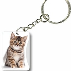 k21 chat tigre