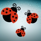 r3587 3x coccinelles B