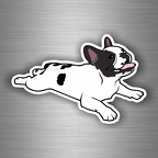 r3335 french bouledog B