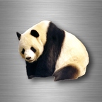 r4745 panda vrai B