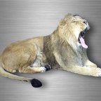 r4749 A4 lion B