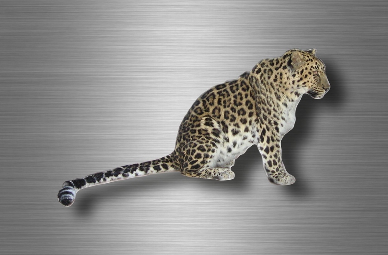 r4751 leopard vrai B.jpg
