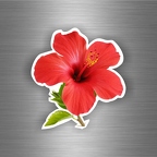 r2925 ibiscus couleur 2 B