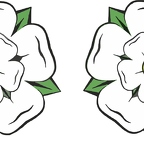 r0011 yorkshire rose