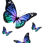 r1317 papillon bleu