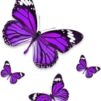 r1352 papillons violet