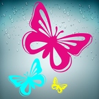 r1361 papillon color