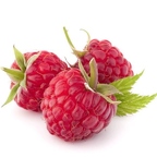 r1531 framboise