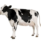 r1540 vache