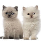 r1506 2 bebe chat