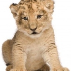 r1507 lionceau