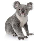 r1508 koala vrai
