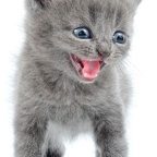 r1510 bebe chat gris