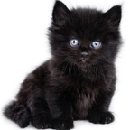 r1511 bebe chat noir