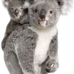 r1512 koala + bebe