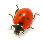 r1513 coccinelle