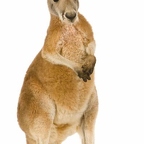 r1514 kangooroo vrai