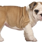 r1515 chiot bulldog