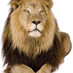 r1517 lion vrai