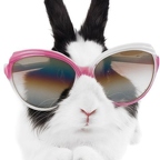 r1519 lapin lunette
