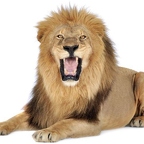 r1518 lion rugi