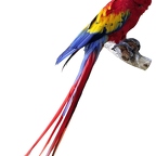 r1521 perroquet