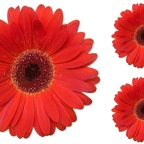 r1522 marguerite rouge