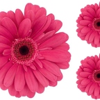 r1523 marguerite rose