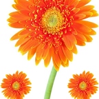 r1524 marguerite orange