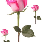 r1525 rose rose 3x